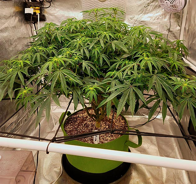 Появление точек роста шишек