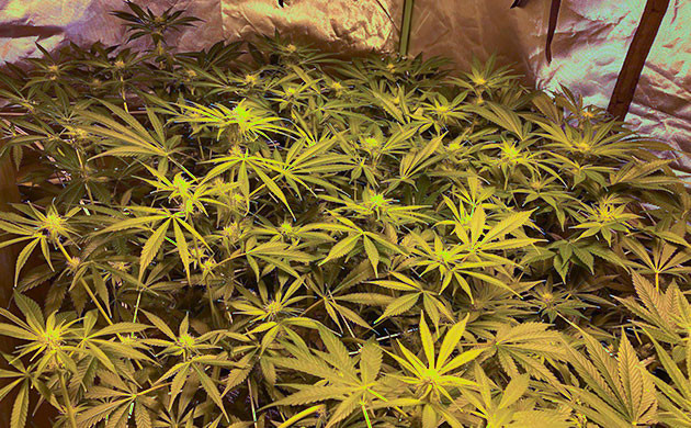 Ожог на листьях от питательных веществ Delicious Candy Early Version в гроутенте