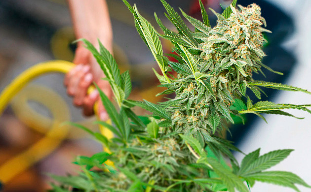 Ледяной дождь увеличивает количество трихом в каннабисе Метод ледяного душа: увеличение количества трихом в каннабисе