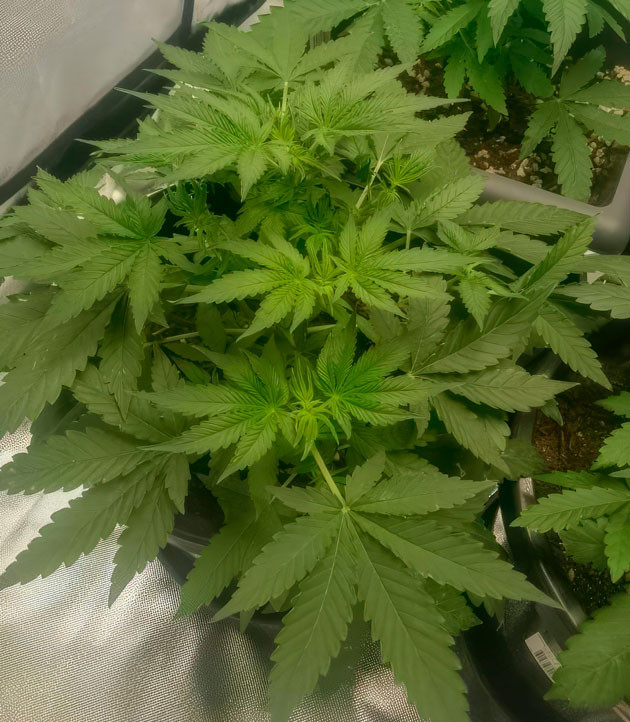 5 неделя роста каннабиса