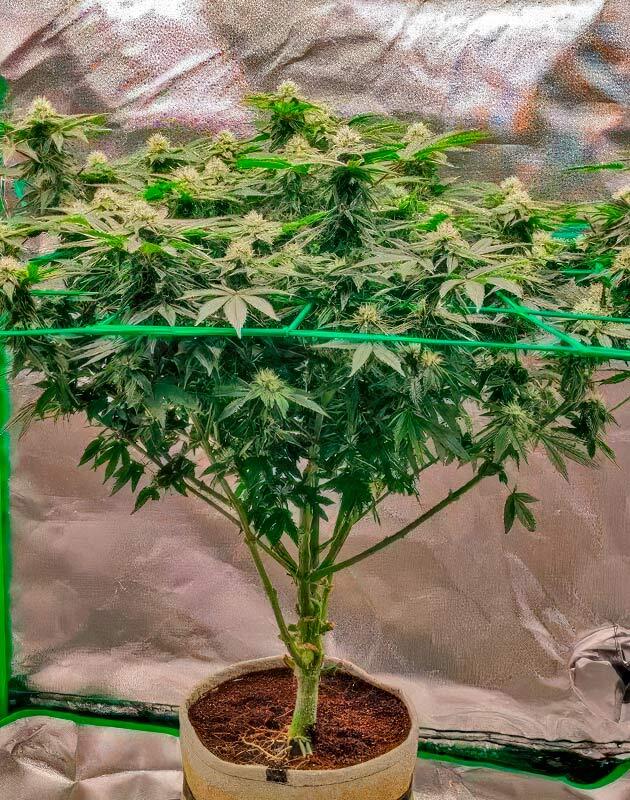 Развитие каннабиса Куст 50 Dragons от UKHTA на 10 неделе
