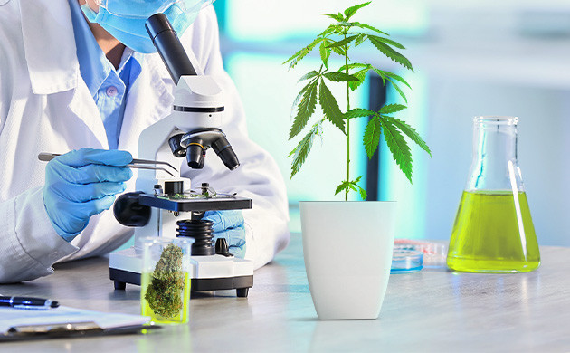 Лабораторные исследования конопли