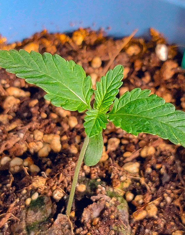 Подготовка к посадке DDoS #33