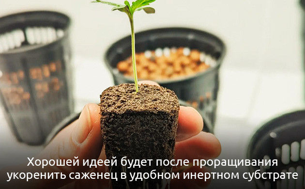 Увядание рассады конопли