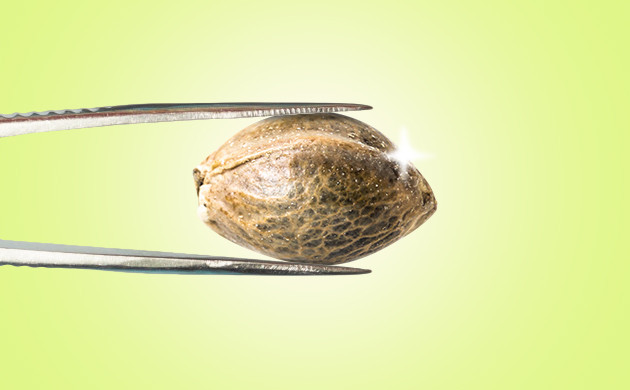 Качество семян конопли Конопляное семя