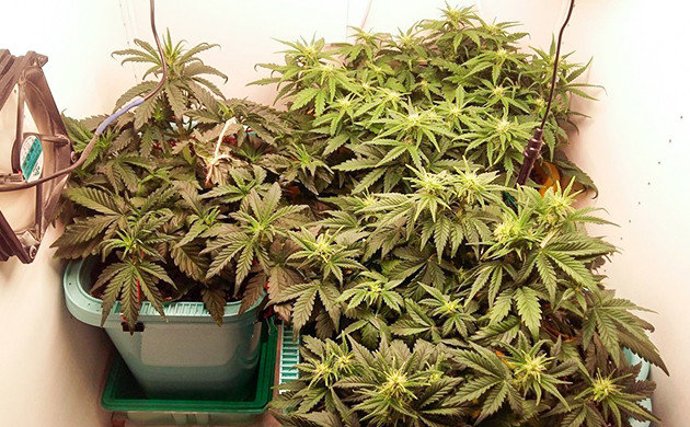 Кусты в гроубоксе