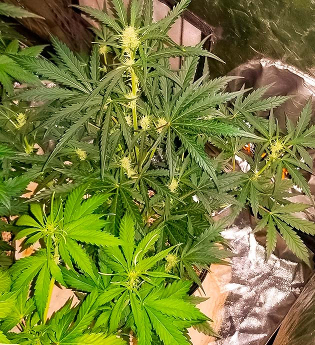 Перевод на цветение куста Original Auto Sour Diesel Стимуляция цветения куста Original Auto Sour Diesel