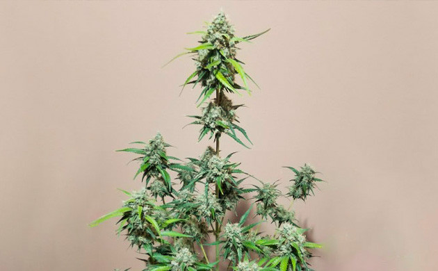 Промывка растений чистой водой перед харвестом Куст конопли с большими шишками