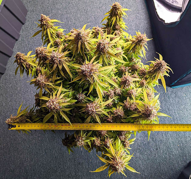 Появление фиолетового оттенка на шишках Измерение диаметра куста