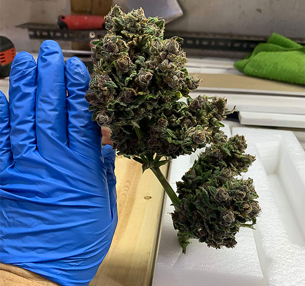 Сбор урожая с кустов Purple Lemonade Auto Сбор урожая Purple Lemonade Auto