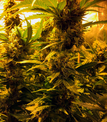 Соцветие марихуаны LSD