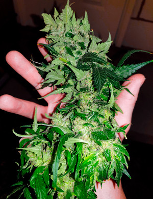 Срезанная шишка