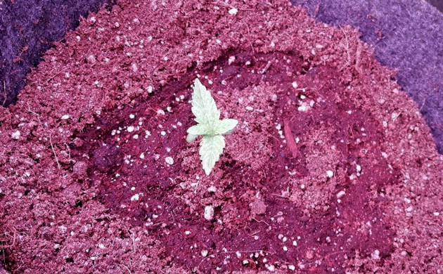 Росток в тканевом горшке