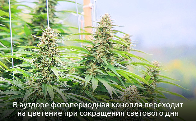 Фотопериодные растения каннабиса Марихуана: фотопериодные растения