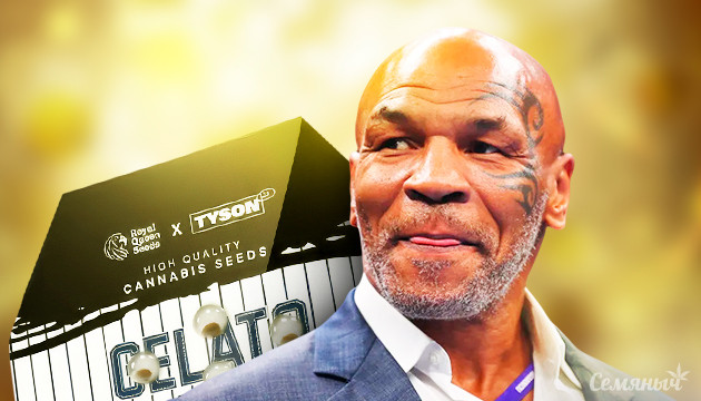 Коллекция семян конопли от Майка Тайсона на RQS