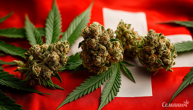 Швейцария легализует марихуану в 2026 году Легализация каннабиса в Швейцарии 2026