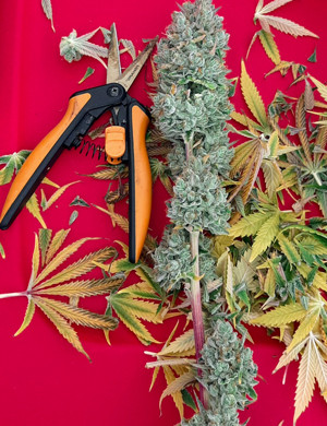 Обрезка куста во время харвеста