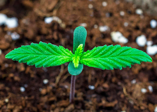 Первая пара листочков ростка Начало формирования второй пары листьев