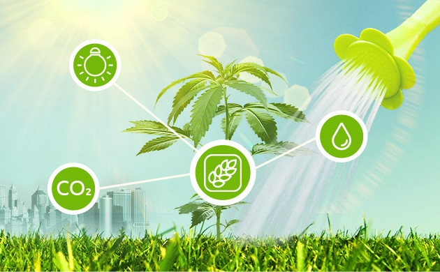 Основа жизнедеятельности растений Условия для фотосинтеза конопли