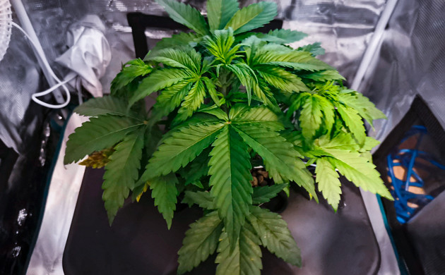 Пятна на листьях на 3 неделе выращивания