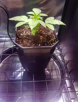 Пересадка в 2х литровый горшок Три пары листьев