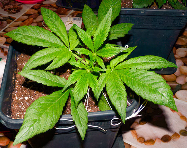 Применение техники LST