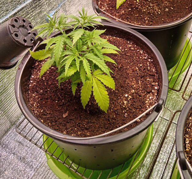 Появление желтых листьев у конопли