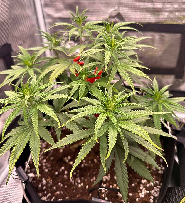 Изменения в составе удобрений Куст Candy Store RBX от Ethos Genetics на 9 неделе