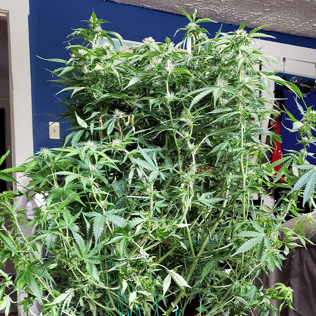 Куст Mexican Airlines auto fem после дефолиации Развитие марихуаны Mexican Airlines auto fem