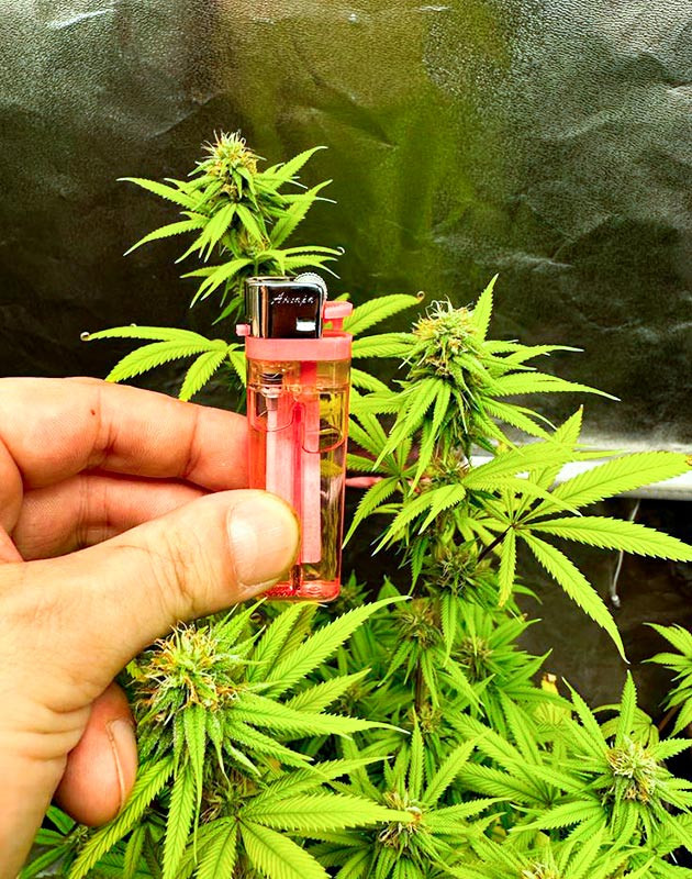 Подготовка к харвесту Roze Runtz