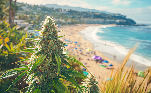 Сорт конопли Haze