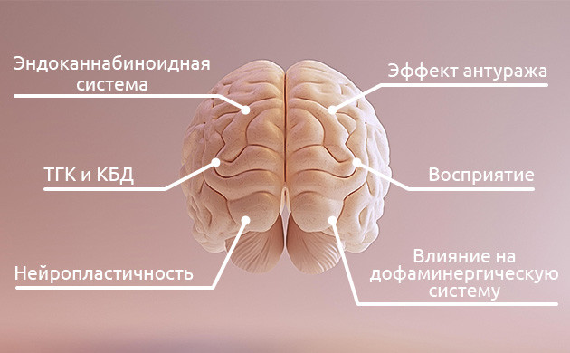 Креативный эффект каннабиса