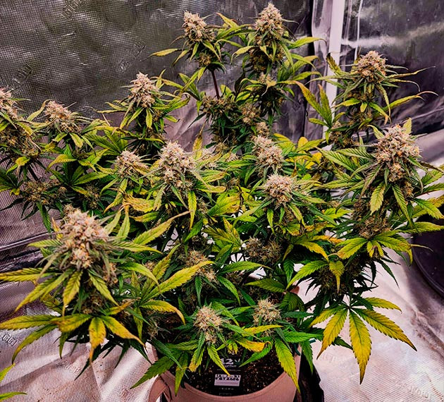 Куст Gorilla Zkittlez Auto от FastBuds на цветении Цветение куста Gorilla Zkittlez Auto от FastBuds