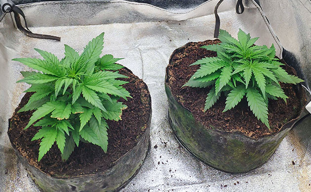 Откусанные котом листья конопли