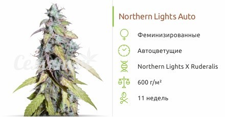 Auto Northern Lights fem от Семяныча