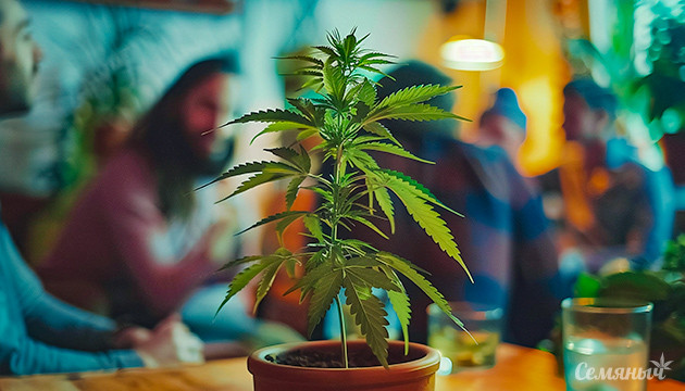 Международный день встреч