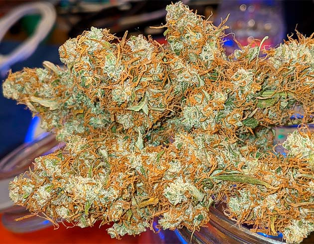 Шишки с ярко оранжевыми пестиками