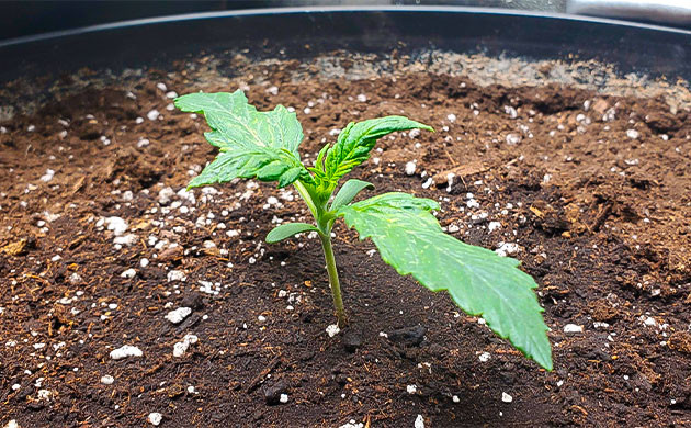 Проблемы с листьями из-за низкой влажности Деформация первой пары листьев