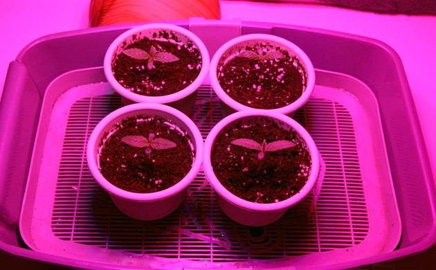 Стаканы с ростками