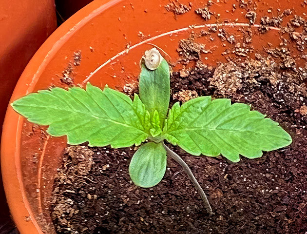 Пересадка в стаканчик и полив Росток Marshmallow OG от Compound Genetics на 1 неделе