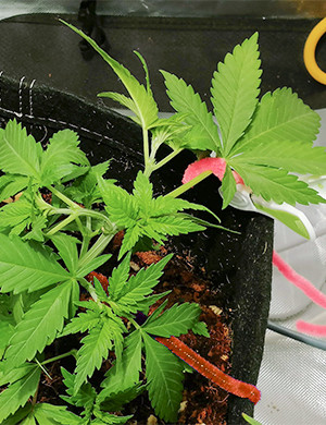 Топпинг и LST на третьей неделе Закрепление ветвей методом LST