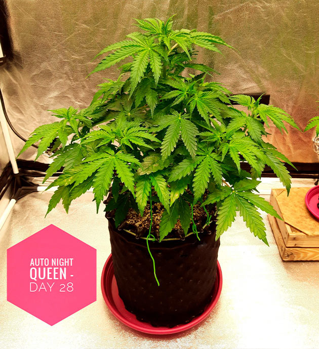 Куст конопли высотой 43 см