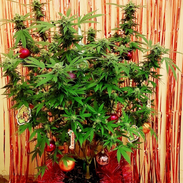 5 место Куст конопли от Mr. better green's