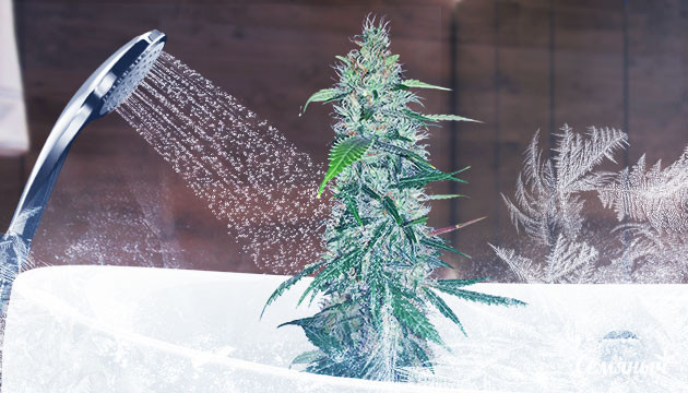 Полив куста холодной водой перед харвестом Ледяной душ при выращивании конопли