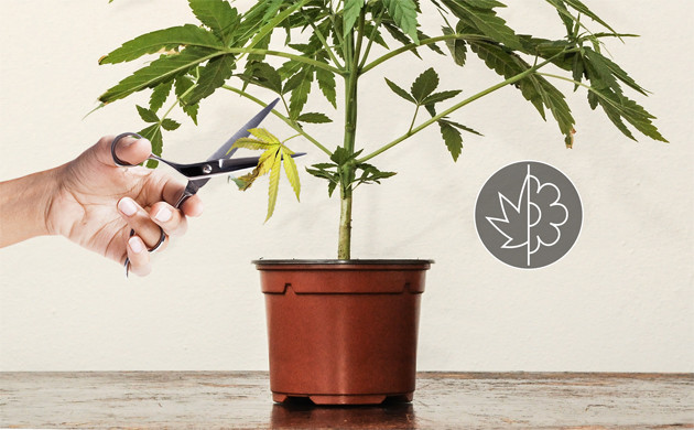 Дефолиация конопли во время вегетации