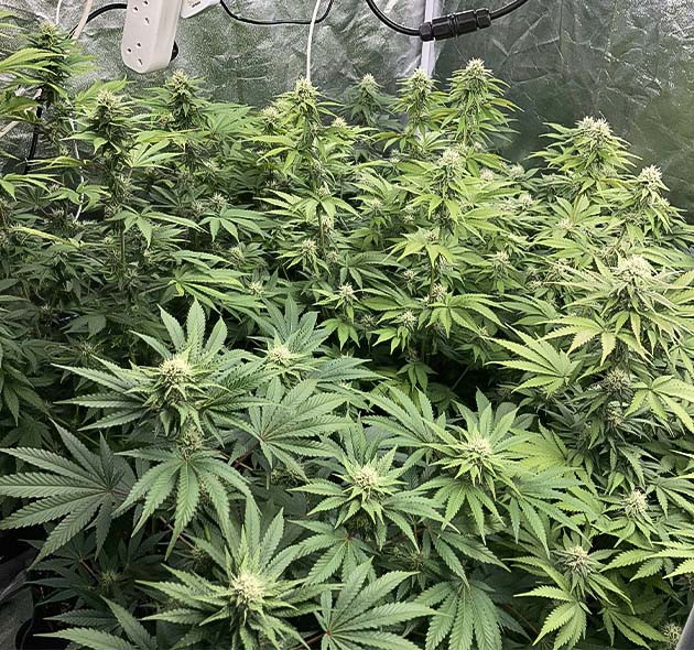 Куст конопли Liberty Haze на 11 неделе выращивания