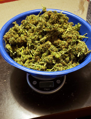 Собранный урожай Mexican Airlines auto fem Урожай конопли сорта Mexican Airlines auto fem