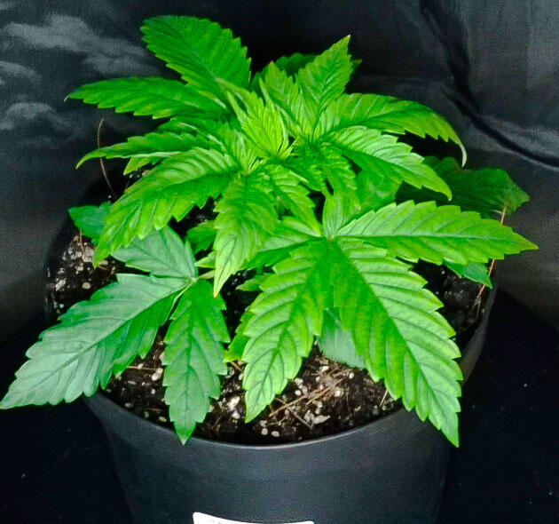 Растишка Jealousy Kush на 2 неделе выращивания