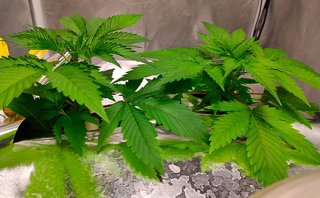 3 неделя роста конопли