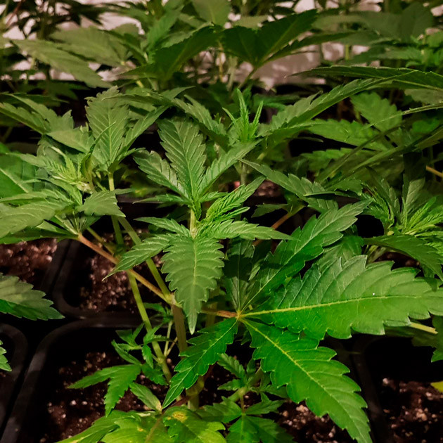 Куст ростом 30 см